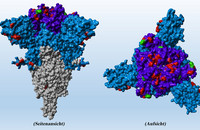 Das Spike-Protein von der SARS-CoV-2 Omikron-Variante besitzt im Vergleich zum Ursprungsvirus vom Anfang der Pandemie mehrere Mutationen (rot), die der Omikron-Variante eine erhöhte Resistenz gegenüber Antikörpern verleihen. Für die neue Omikron-Untervariante BA.5, die für die aktuelle Sommerwelle hauptverantwortlich ist, wurden nun noch zusätzliche Mutationen beobachtet (grün). Abbildung: Markus Hoffmann