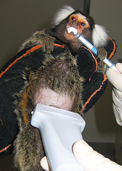 Ultrasound examination of a common marmoset. Photo: DPZ