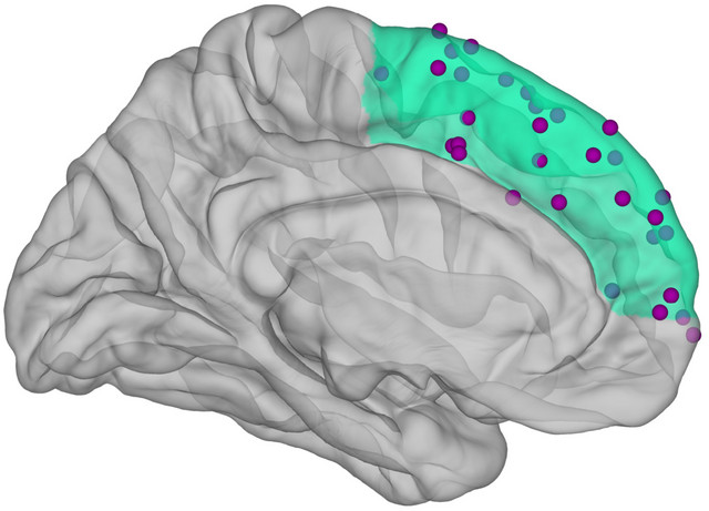 Grafische Darstellung des menschlichen Gehirns. Der mittlere Präfrontalkortex ist grün hervorgehoben. Darauf eingezeichnet sind die Orte, wo die Hirnaktivität gemessen wurde. Grafik: Caspar M. Schwiedrzik