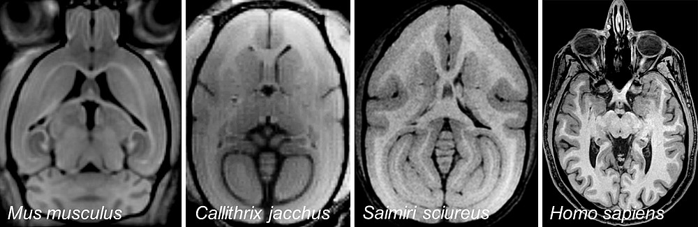 MRT-Schnittbilder (T1 gewichtet) vom Gehirn einer Maus (Mus musculus), eines Weissbüschelaffens (Callithrix jacchus), eines Totenkopfaffens (Saimiri sciureus) und eines Menschen (Homo sapiens). Aufnahmen: Susann Boretius
