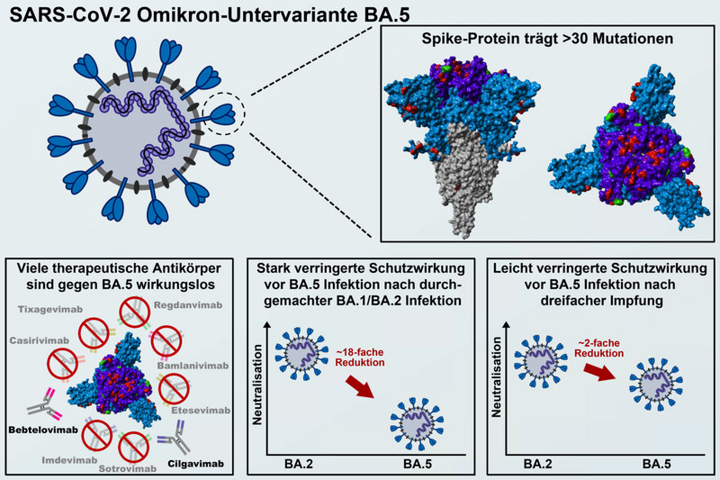 Das Spike-Protein der SARS-CoV-2 Omikron-Variante besitzt im Vergleich zum Ursprungsvirus vom Anfang der Pandemie mehrere Mutationen (rot), die der Omikron-Variante eine erhöhte Resistenz gegenüber Antikörpern verleihen. Für die neue Omikron-Untervariante BA.5, die für die aktuelle Sommerwelle hauptverantwortlich ist, wurden nun noch zusätzliche Mutationen beobachtet (grün). Abbildung: Markus Hoffmann