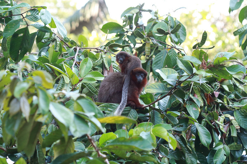 Kein Kuckuckskind: Rote Springaffen im Amazonasregenwald. Foto: Katrin Heer
