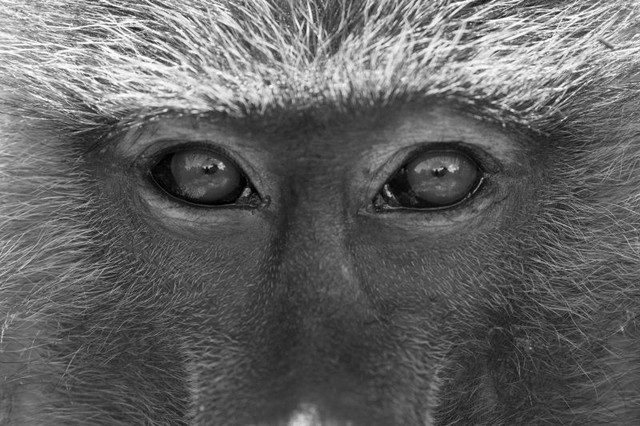 Primaten faszinieren – Titelbild der Ausstellung zeigt eine Nahaufnahme eines Anubispavians (P. anubis) am Lake Manyara Nationalpark in Tansania. Foto: Sascha Knauf