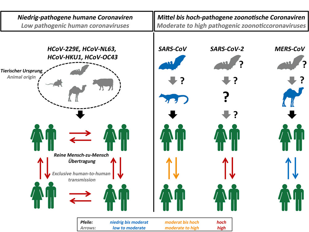 Abbildung 1: Ursprung und Übertragbarkeit humanpathogener Coronaviren. Abbildung: Markus Hoffmann