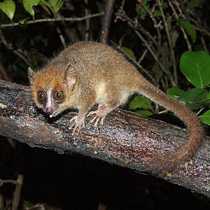Peters's Mouse Lemur. Photo: Bikeadventure at Wikipedia