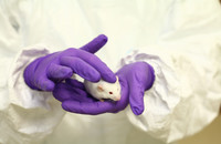 Eine Labormaus. Foto: Understanding Animal Research