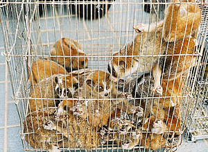 Illegally traded small slow loris (Nycticebus pygmaeus) seized by the Thai authorities. Photo: Thai CITES Authority from Nekaris et al. 2013 PLoS One 8 (7): e69215