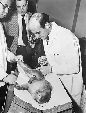 Das Foto zeigt einen Wissenschaftler, der einem Rhesusaffen einen Polioimpfstoff spritzt.