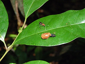 Flies compete for defecation