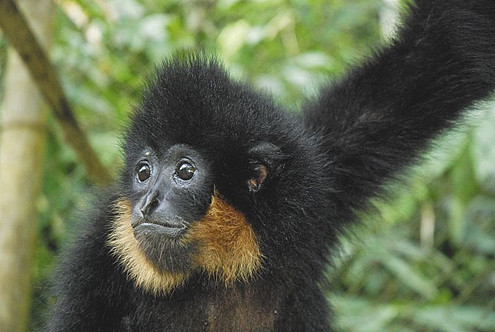 Der Nördliche Gelbwangen-Gibbon, eine stark bedrohte Primatenart in Vietnam, wurde 2010 von DPZ-Wissenschaftlern beschrieben. Foto: Nadler