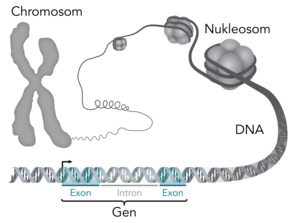 Schematische Darstellung eines Gens innerhalb der genomischen DNA. Abbildung: Thomas Splettstoesser (www.scistyle.com), [CC BY 4.0 (http://creativecommons.org/licenses/by/4.0)], Wikimedia Commons