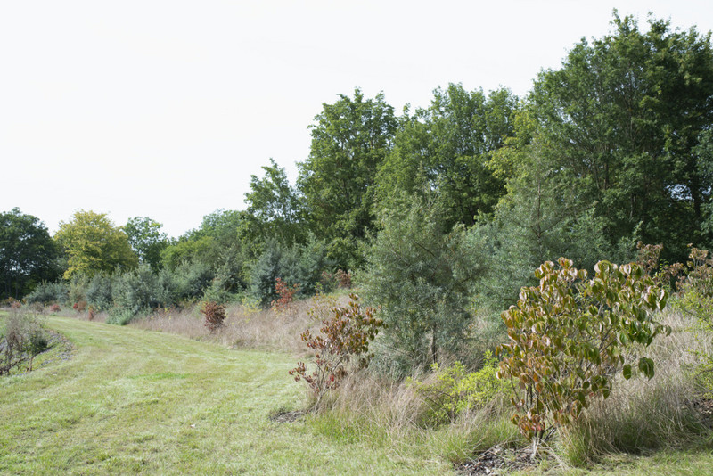 Baumbestand am Biotop des DPZ. Foto: Sascha Bubner