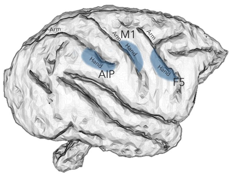 Hand movements in the primate brain are controlled by the brain areas AIP, F5 and M1. Figure: Stefan Schaffelhofer