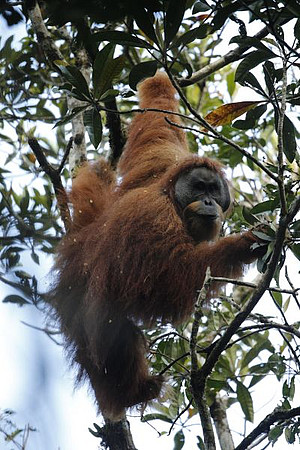 Tapanuli orangutan. Photo: Tim Laman
