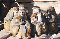 Ein Themenschwerpunkt des neuen Wissenschaftscampus ist die Erforschung der sozialen Kognition bei Primaten, also der Einfluss sozialer Beziehungen auf Denkprozesse und Verhalten. Foto: Anton Säckl
