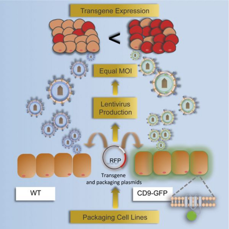 Illustration of CD9-mediated cell transduction and gene transfer with HEK293 cells. Image: Molecular Therapy