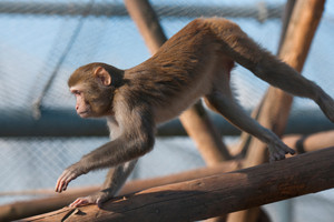 Rhesus monkeys (Macaca mulatta) in the DPZ outdoor enclosure. Photo: Anton Säckl
