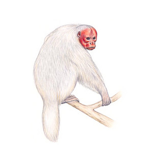 Weißer Kanamari Uakari, Cacajao amuna,Zeichnung: Stephen Nash