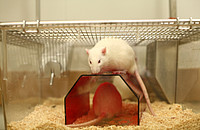 Eine Ratte im Labor. Foto: Understanding Animal Research