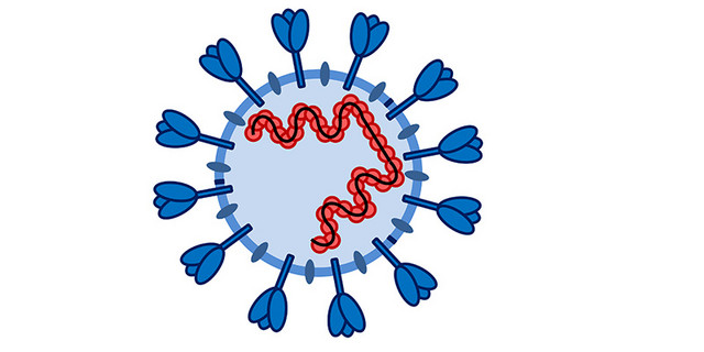 Schematische Darstellung eines Coronavirus mit Oberflächenproteinen auf der Außenhülle. Abbildung: Markus Hoffmann