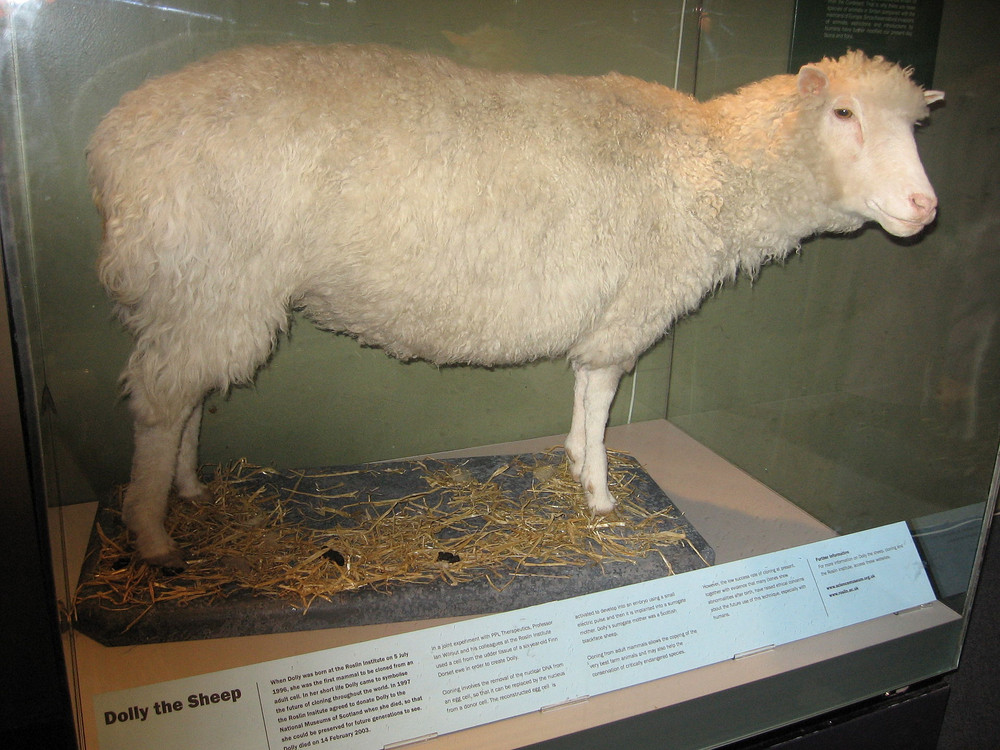 The exhibit of Dolly the Sheep in the National Museum of Scotland. Dolly was the first animal cloned from somatic cells. Photo: Public domain, https://commons.wikimedia.org/w/index.php?curid=487766