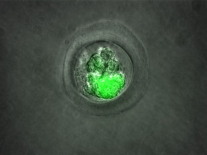 The embryo of a transgenic common marmoset where the GFP protein is visible under UV light. Photo: Charis Drummer