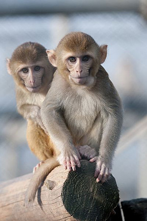 Rhesus monkeys in an outdoor enclosure at the DPZ. Photo: Anton Säckl