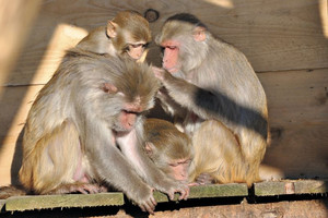Old world monkeys like these rhesus macaques (Macaca mulatta) are for instance used for HIV-research and neurosciences at the DPZ. Photo: Karin Tilch