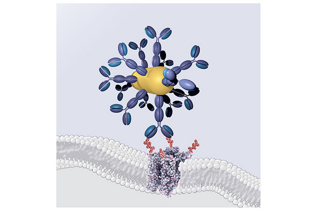 Drei-Komponenten-System: Antikörper (blau), Gold-Nanorod (gold) und wärmeempfindlicher Kanal (Struktur in der Membran; unterhalb des Antikörper-Gold-Nanorod-Konjugats). Abbildung: Dasha Nelidova / Institut für Molekulare und Klinische Ophthalmologie Basel (IOB)
