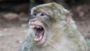 A Barbary macaque screaming