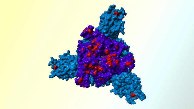 Das Spike-Protein der SARS-CoV-2 Omikron-Variante