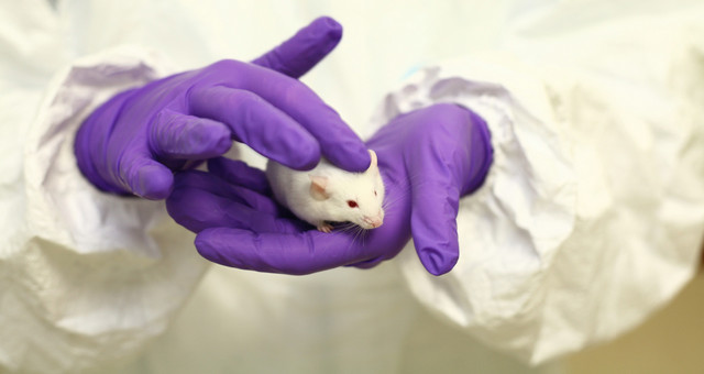 A mouse in the laboratory. Photo: Understanding Animal Research (http://www.understandinganimalresearch.org.uk/)