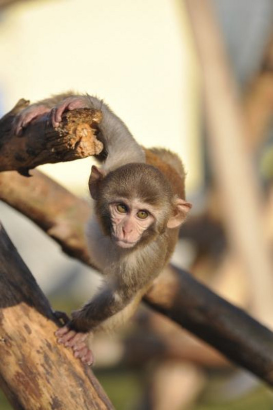Ein Rhesusaffe in der Primatenhaltung am DPZ. Foto: Karin Tilch 
