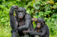 Weiblicher Bonobo mit Jungtier in freier Wildbahn. Auch bei dieser Primatenart konnten menschenähnliche Wachstumsschübe im Jugendalter nachgewiesen werden. Foto: Gudkov Andrey - Shutterstock.com