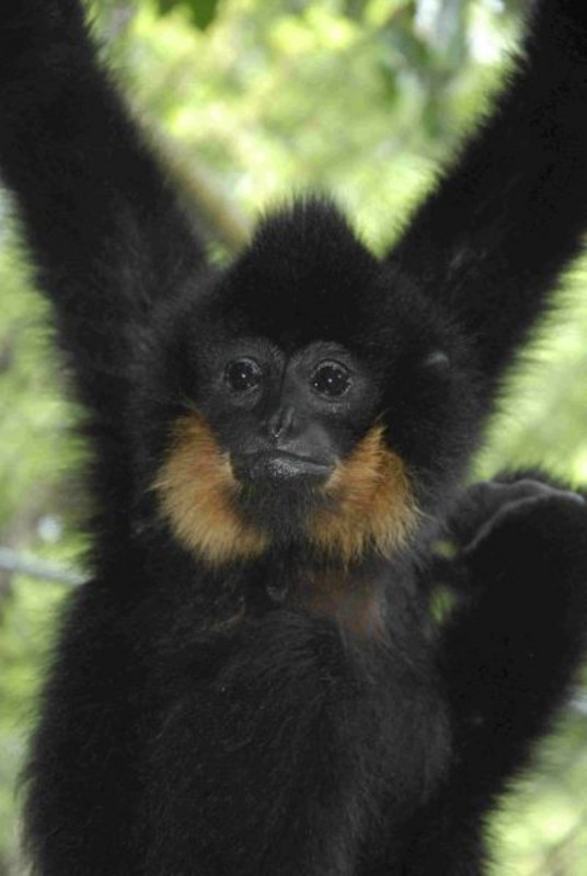 Ein männlicher, nördlicher Gelbwangen-Gibbon. Die Art wurde zuerst durch Roos und Kollegen im Jahr 2010 beschrieben. Foto: Tilo Nadler/Endangered Primate Rescue Center
