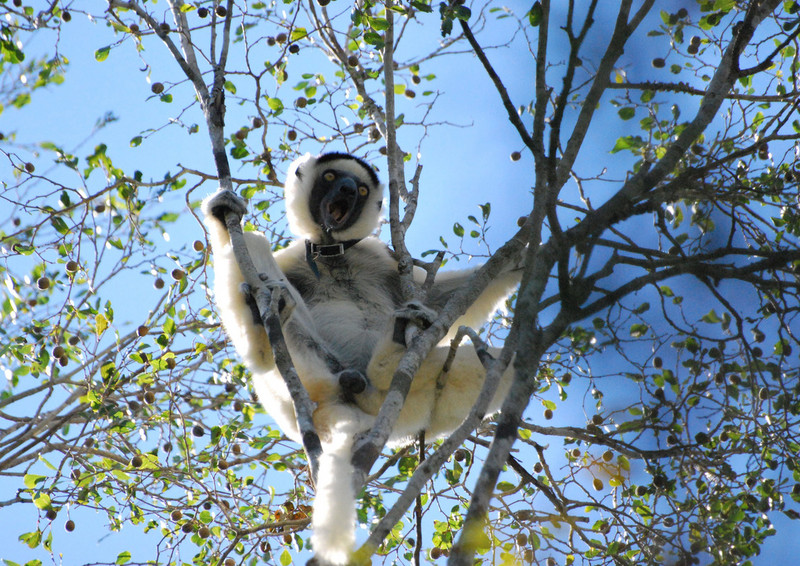 Männlicher Larvensifaka (Propithecus Verreauxi) äußert einen Laut im Kirindy Wald auf Madagaskar. Foto: Louise Peckre