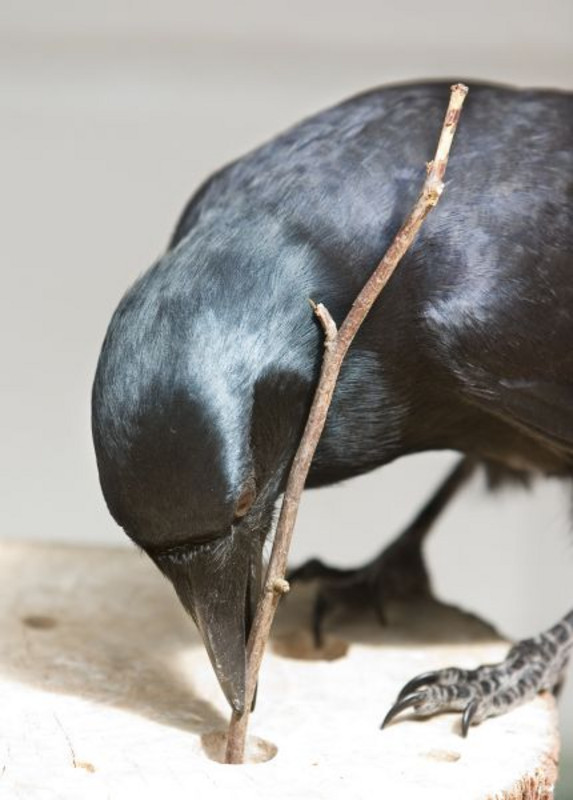 Eine Neukaledonische Krähe (Corvus moneduloides) mit einfachem Stoeckchen-Werkzeug in einer Voliere. Foto: Simon Walker.