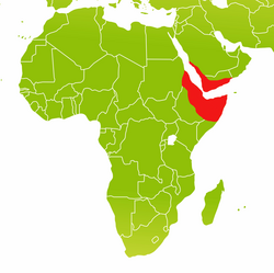 Distribution area of Hamadryas baboons. Map: Sylvia Siersleben