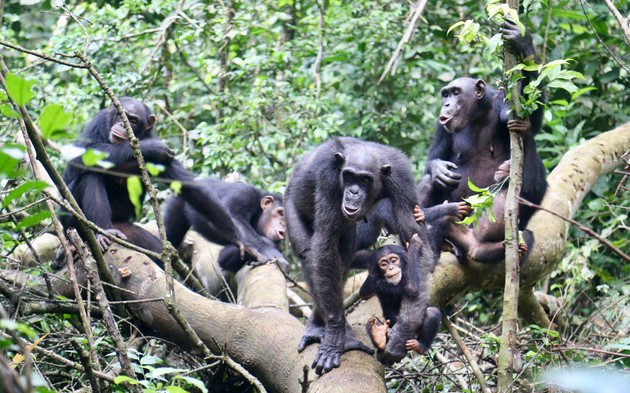 Schimpansen pflegen enge soziale Bindungen innerhalb ihrer Gruppe und bekämpfen gemeinsam benachbarte Gruppen. Foto: Liran Samuni/Taï Chimpanzee Project
