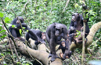 Schimpansen pflegen enge soziale Bindungen innerhalb ihrer Gruppe und bekämpfen gemeinsam benachbarte Gruppen. Foto: Liran Samuni/Taï Chimpanzee Project