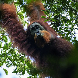 Tapanuli Orang-Utan (Pongo tapanuliensis). Photo: