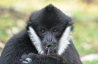 Das Genom der Gibbons weist erstaunliche, im Laufe der Evolution entstandene, Reorganisationen auf. Der Nördliche Weißwangen-Schopfgibbon (Nomascus leucogenys), hier ein Männchen, ist eine der fünf sequenzierten Arten. Foto: Tilo Nadler