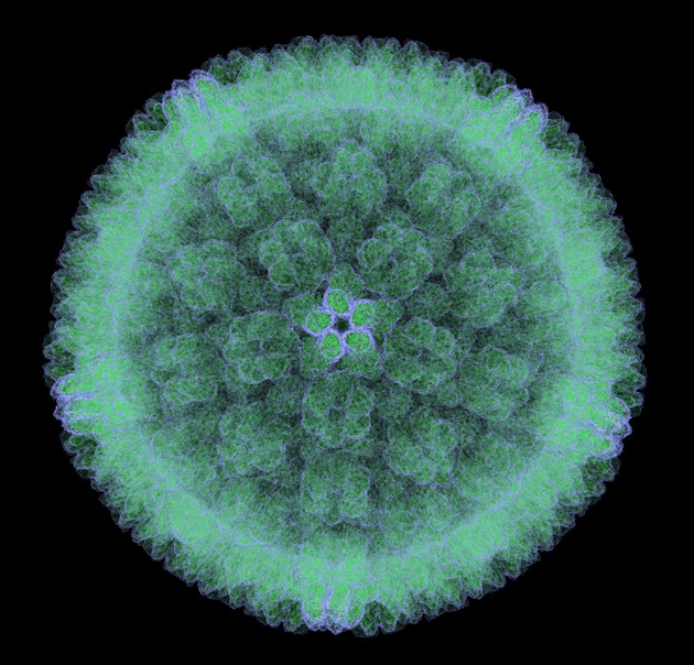 Zytomegalievirus. Foto: ©molekuul.be / Adobe Stock