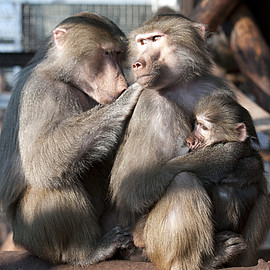 Hamadryas baboons grooming in the outdoor enclosure at the DPZ. Photo: Anton Säckl