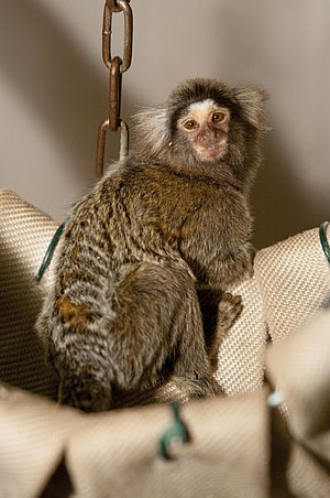 A common marmoset in an outdoor enclosure at the DPZ. Photo: Säckl