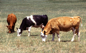 Domestic cattle in a pasture. Farm animals are cloned to obtain specific characteristics. Photo: Scott Bauer, US Department of Agriculture, Agricultural Research Service, Public Domain, https://commons.wikimedia.org/w/index.php?curid=6554285