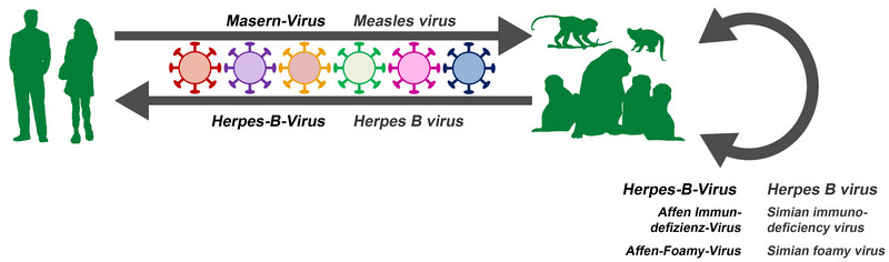 Aufgrund der genetischen Verwandtschaft von Menschen und Affen können einige Viren relativ einfach von einer Spezies auf eine andere übertagen werden. Dies stellt eine bedeutende Gesundheitsgefahr dar. So wird führt beispielsweise eine Übertragung des Masern-Virus vom Menschen auf Affen in den betroffenen Tieren zu einer schweren Erkrankung. Andersherum kann eine Ansteckung von Menschen mit dem Herpes-B-Virus der Makaken eine lebensbedrohliche Gehirnentzündung auslösen. Für Einrichtungen mit Affen-Beständen ist es zudem wichtig, die Tiere regelmäßig auf relevante virale Infektionen hin zu untersuchen, um sicherzustellen dass die Tiere gesund sind oder gegebenenfalls erkrankte Tiere zu behandeln. Abbildung: Markus Hoffmann