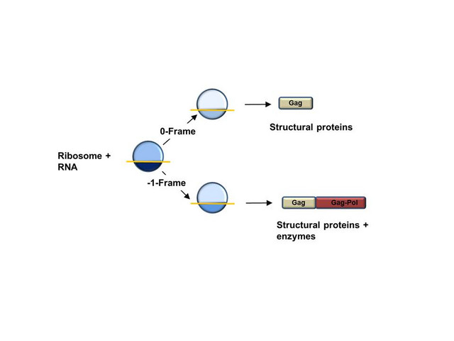 Ribosomaler Leserasterwechsels im Kontext der HIV RNA.