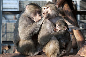Hamadryas baboons in an outdoor enclosure at the DPZ. Photo: Säckl