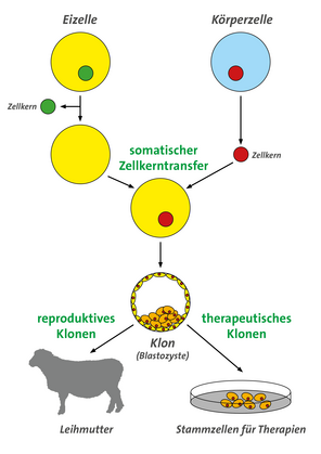 Schematische Darstellung des reproduktiven und therapeutischen Klonens. Grafik: Sylvia Ranneberg